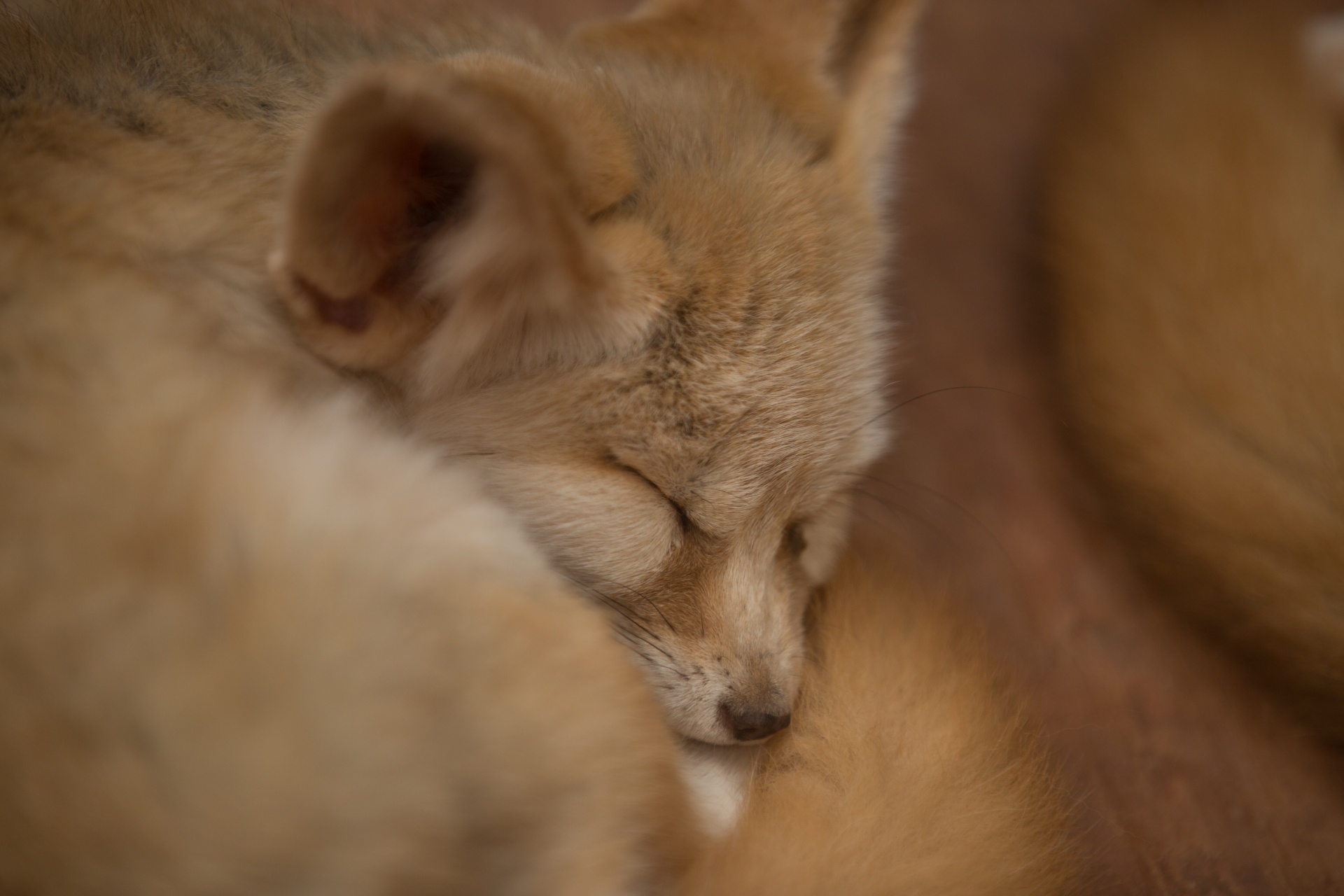 fox paw sand free photo