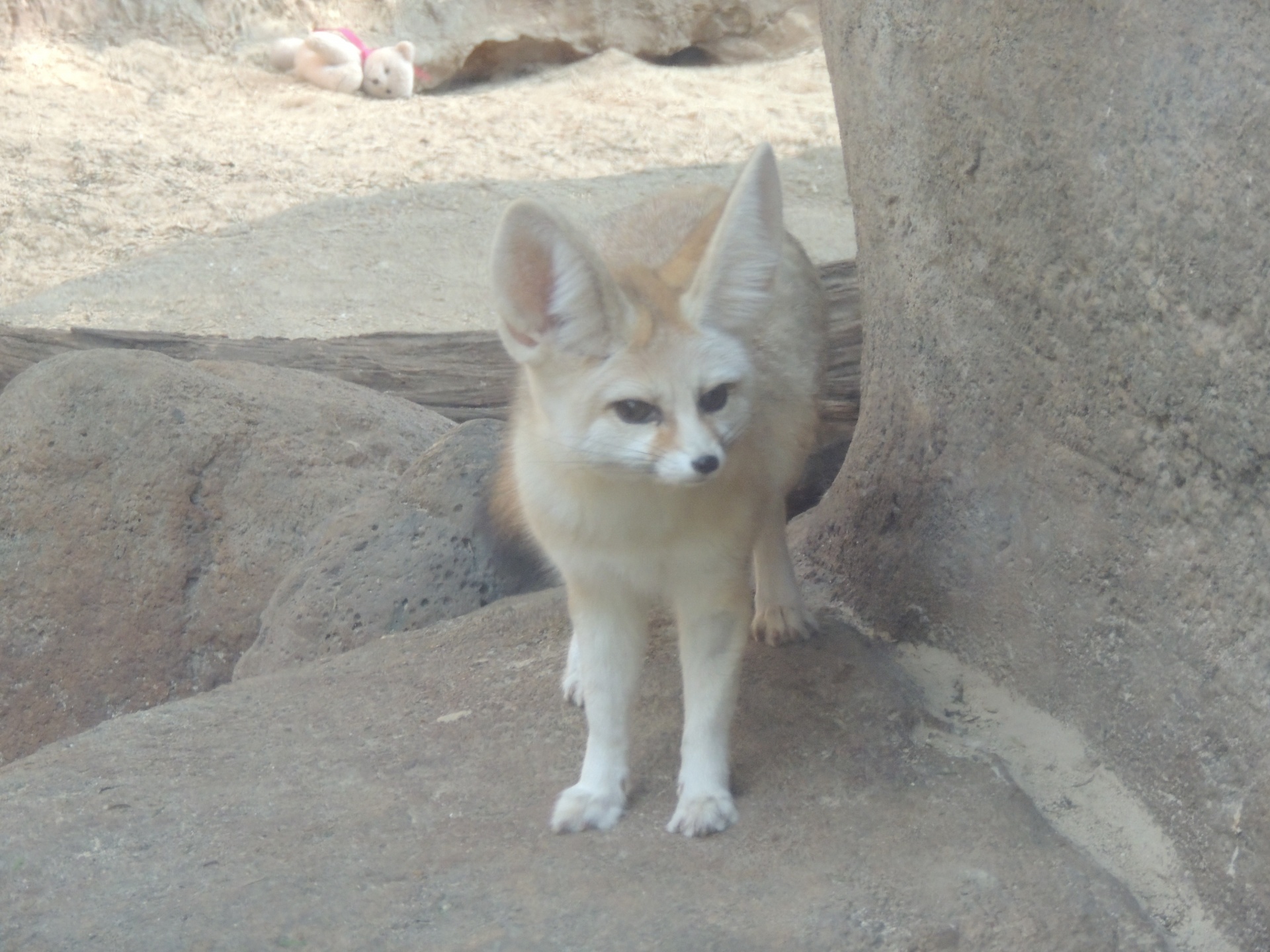 fennec fox zoo free photo