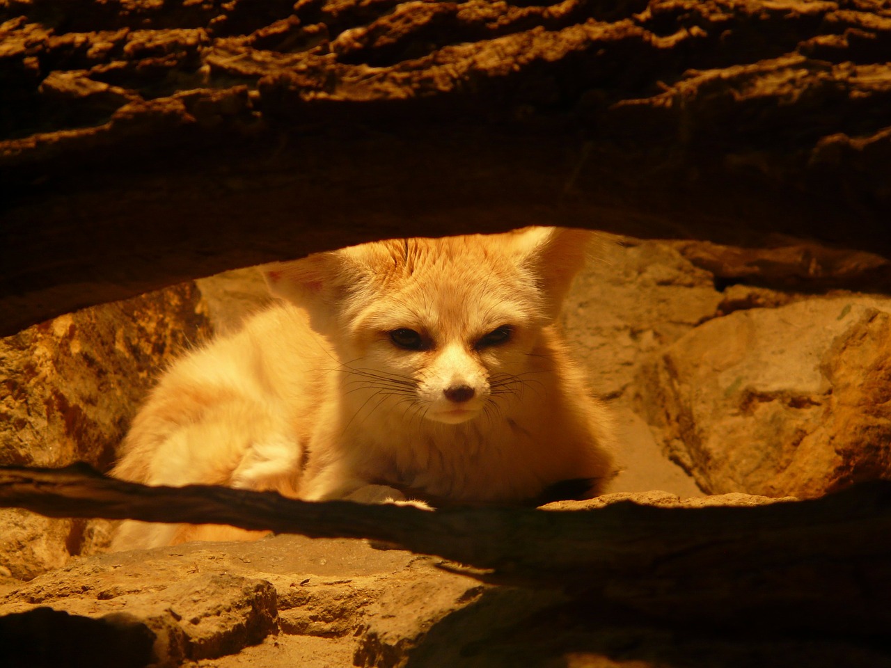 fennec fox desert fox wild dog free photo
