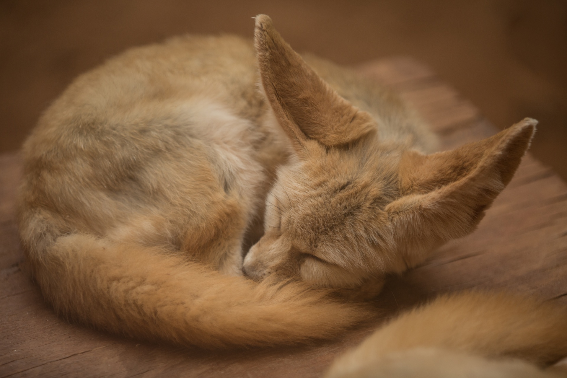 fox paw sand free photo