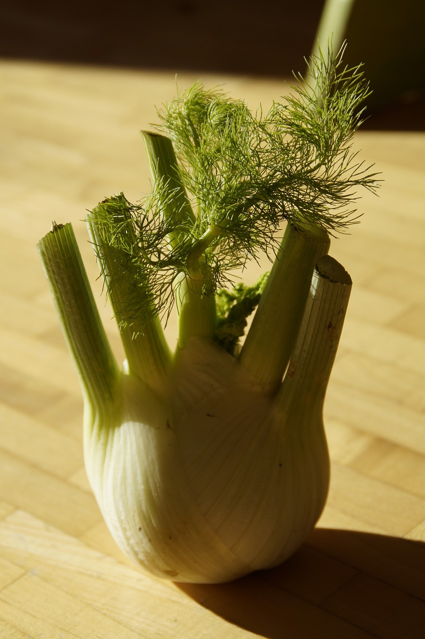 fennel fennel vegetable vegetables free photo