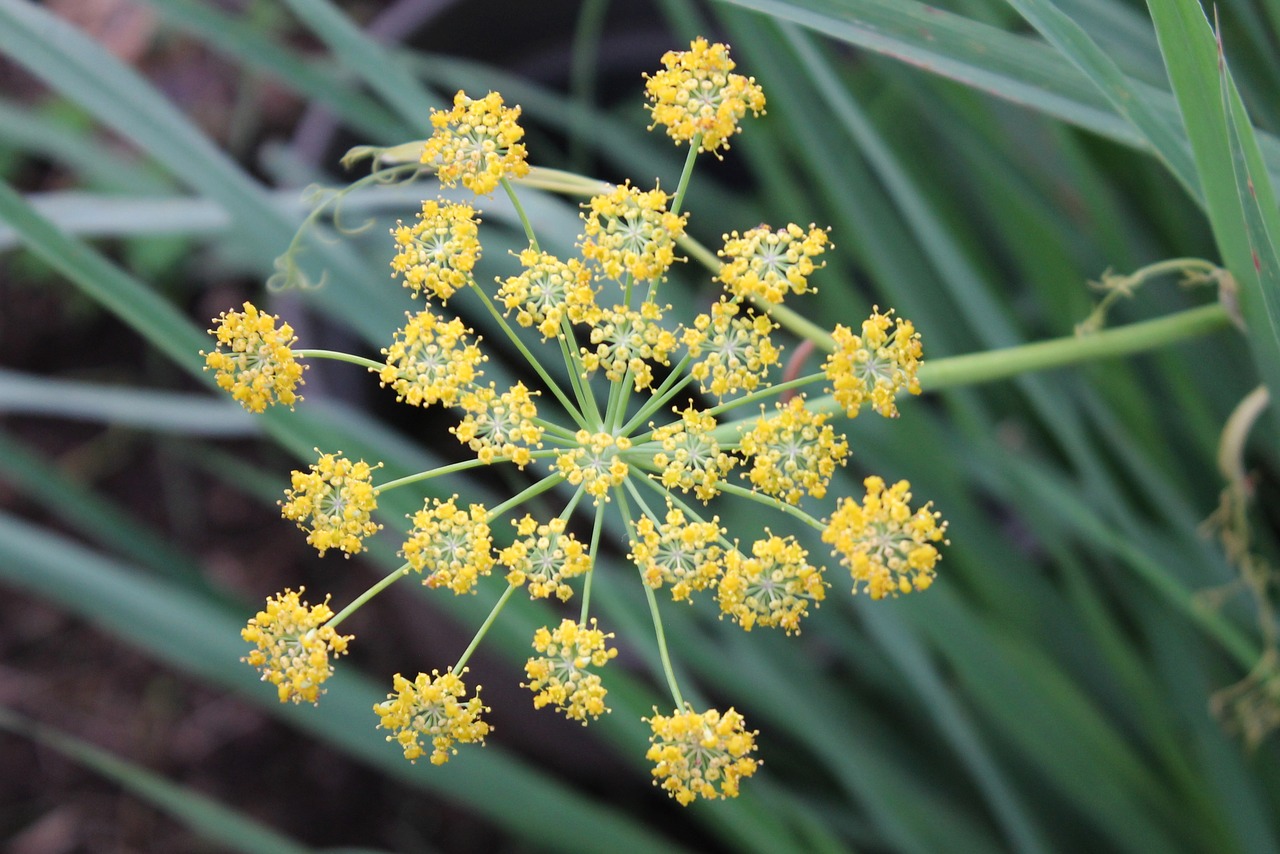 fennel flower herb free photo