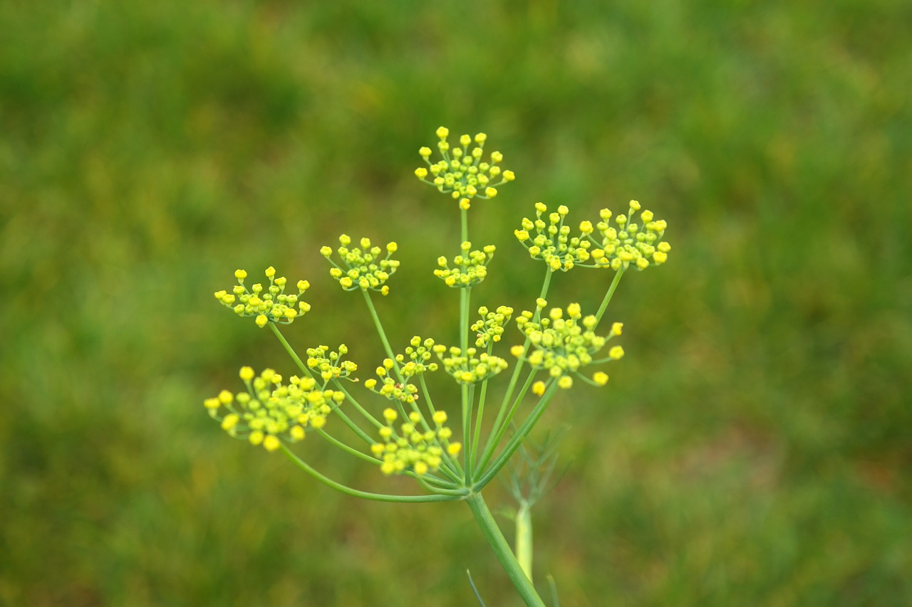 fennel blossom bloom free photo