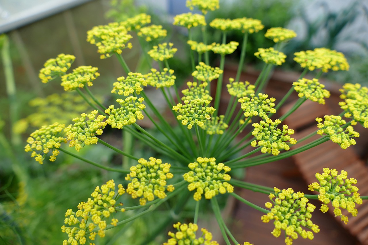 fennel blossom bloom free photo