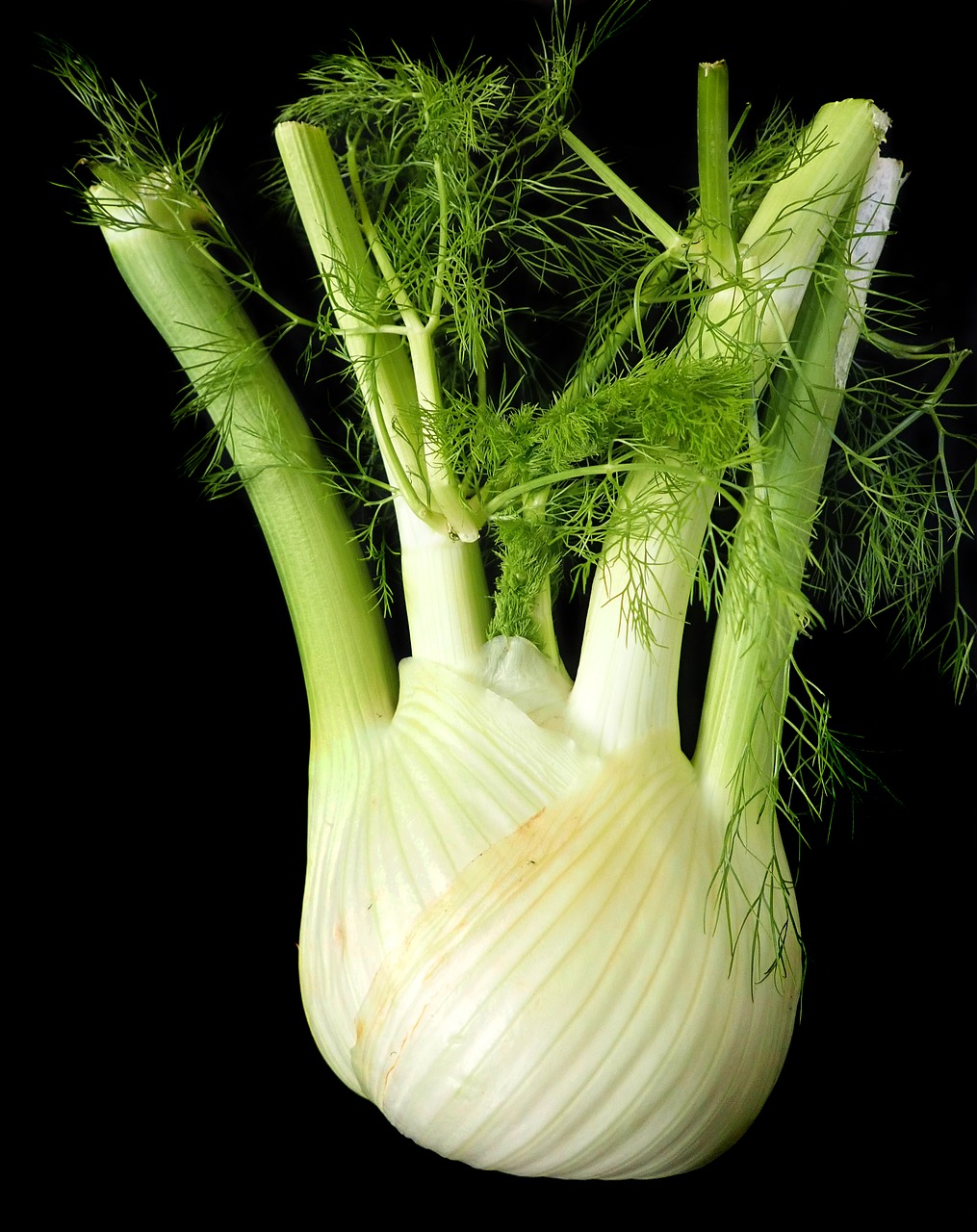 fennel  vegetable  healthy free photo