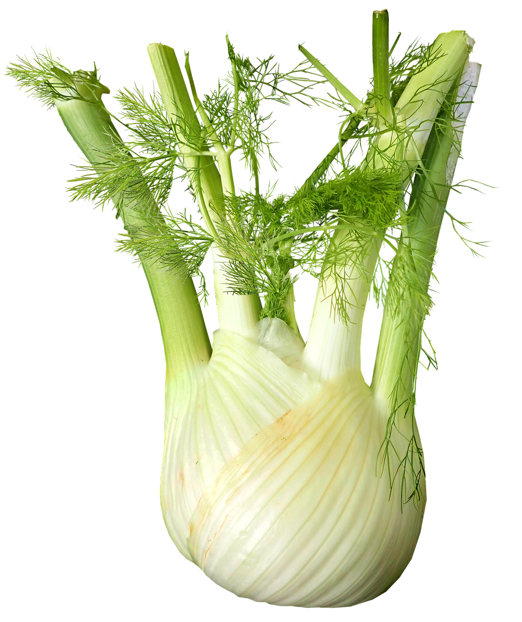 fennel  vegetable  food free photo