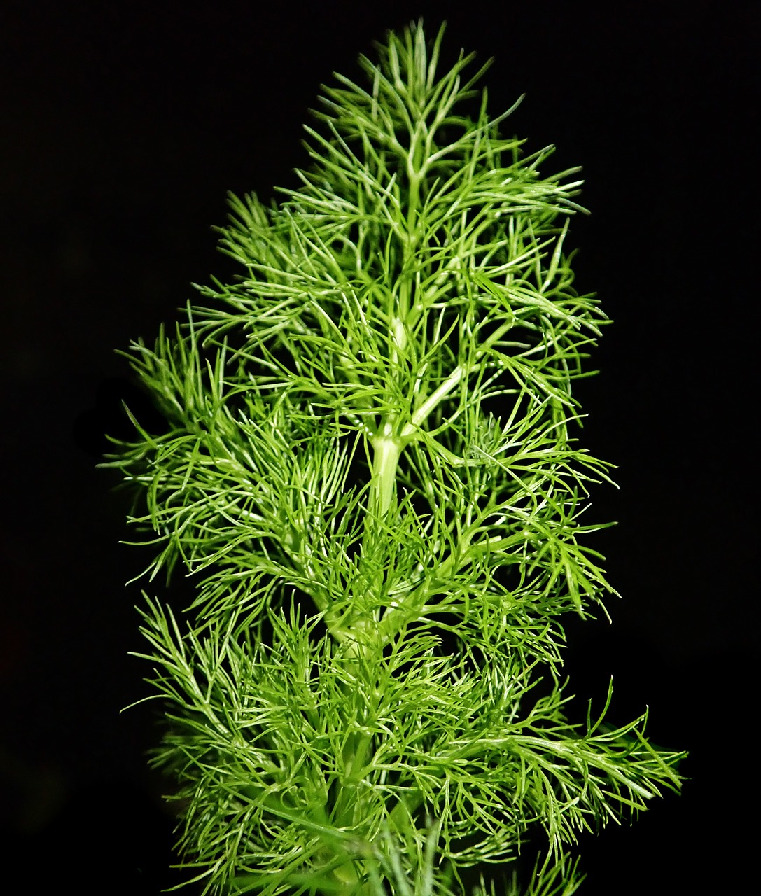 fennel  herb  leaf free photo