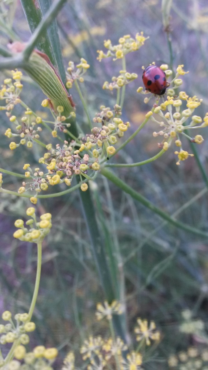 fennel  ladybug  flower free photo