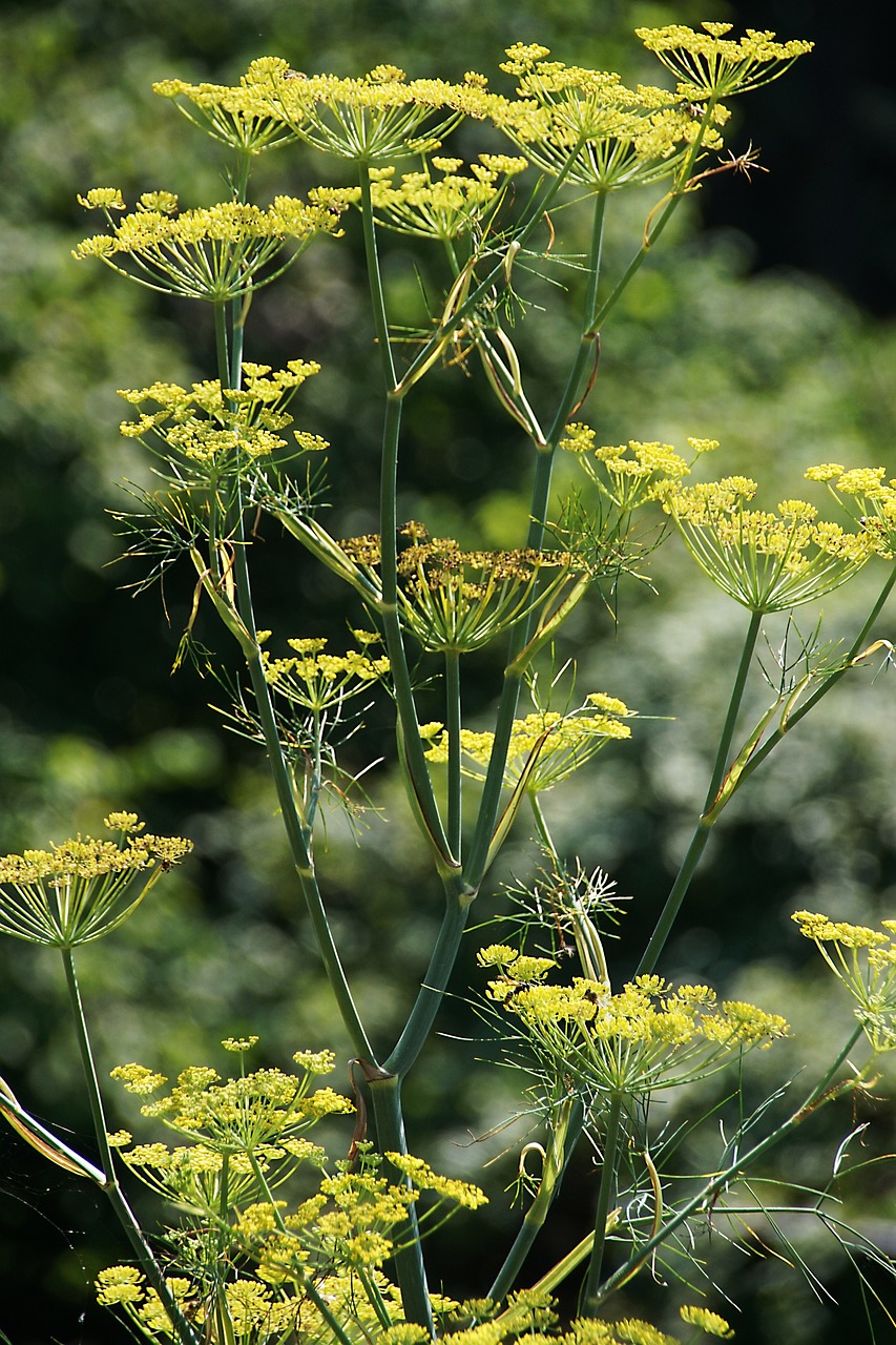 fennel  plant  flower free photo