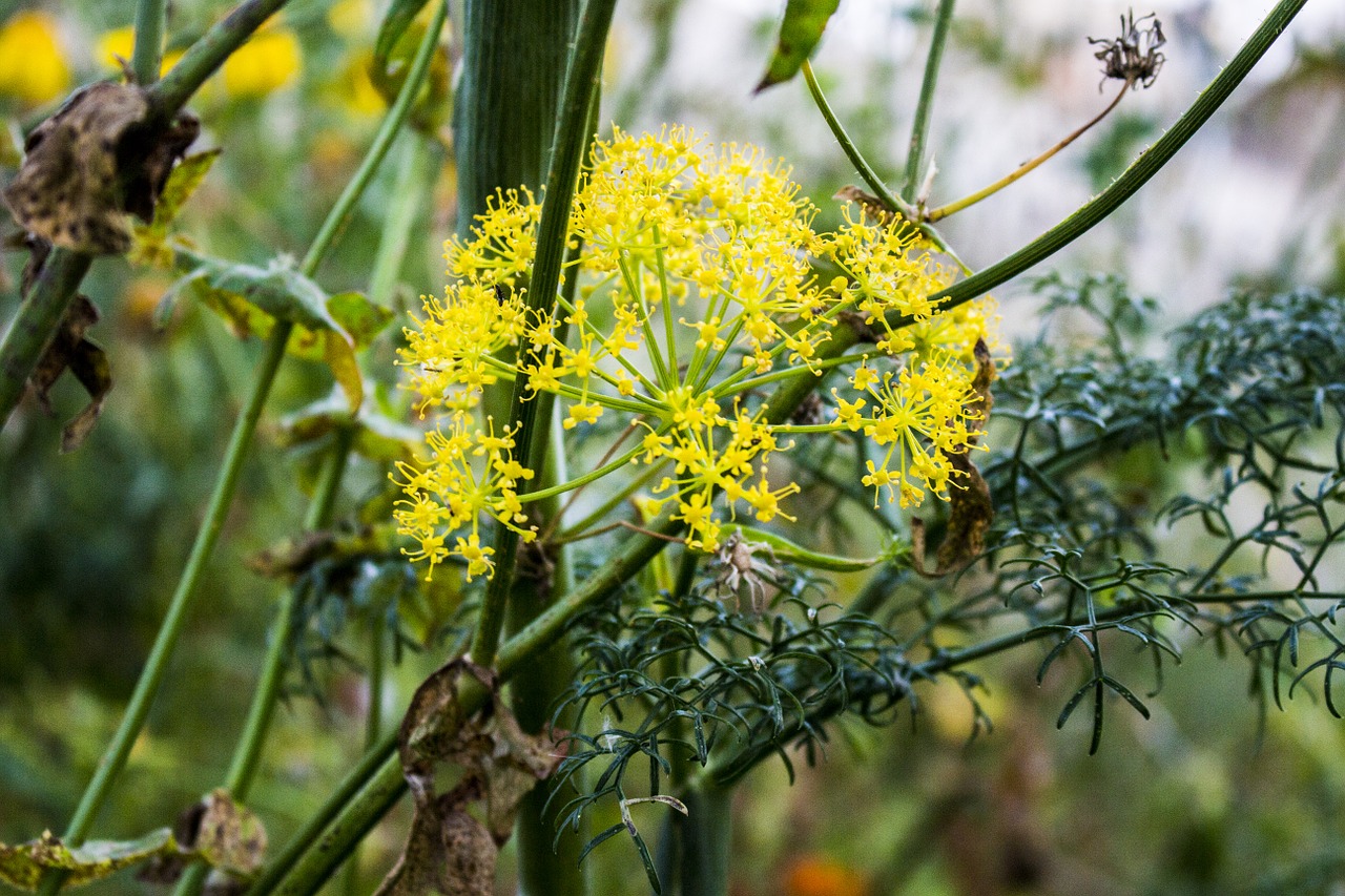 fennel flower nature free photo