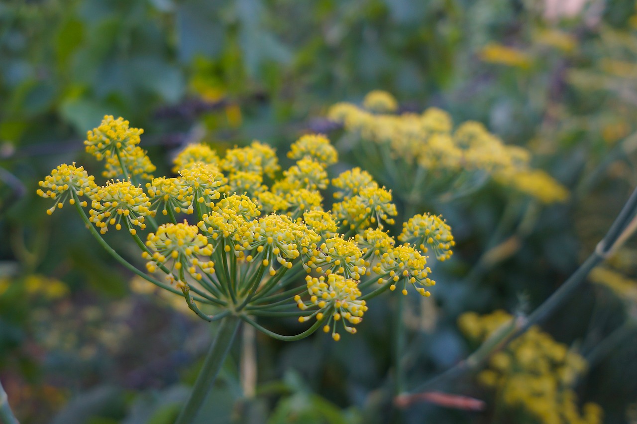 fennel plant green free photo