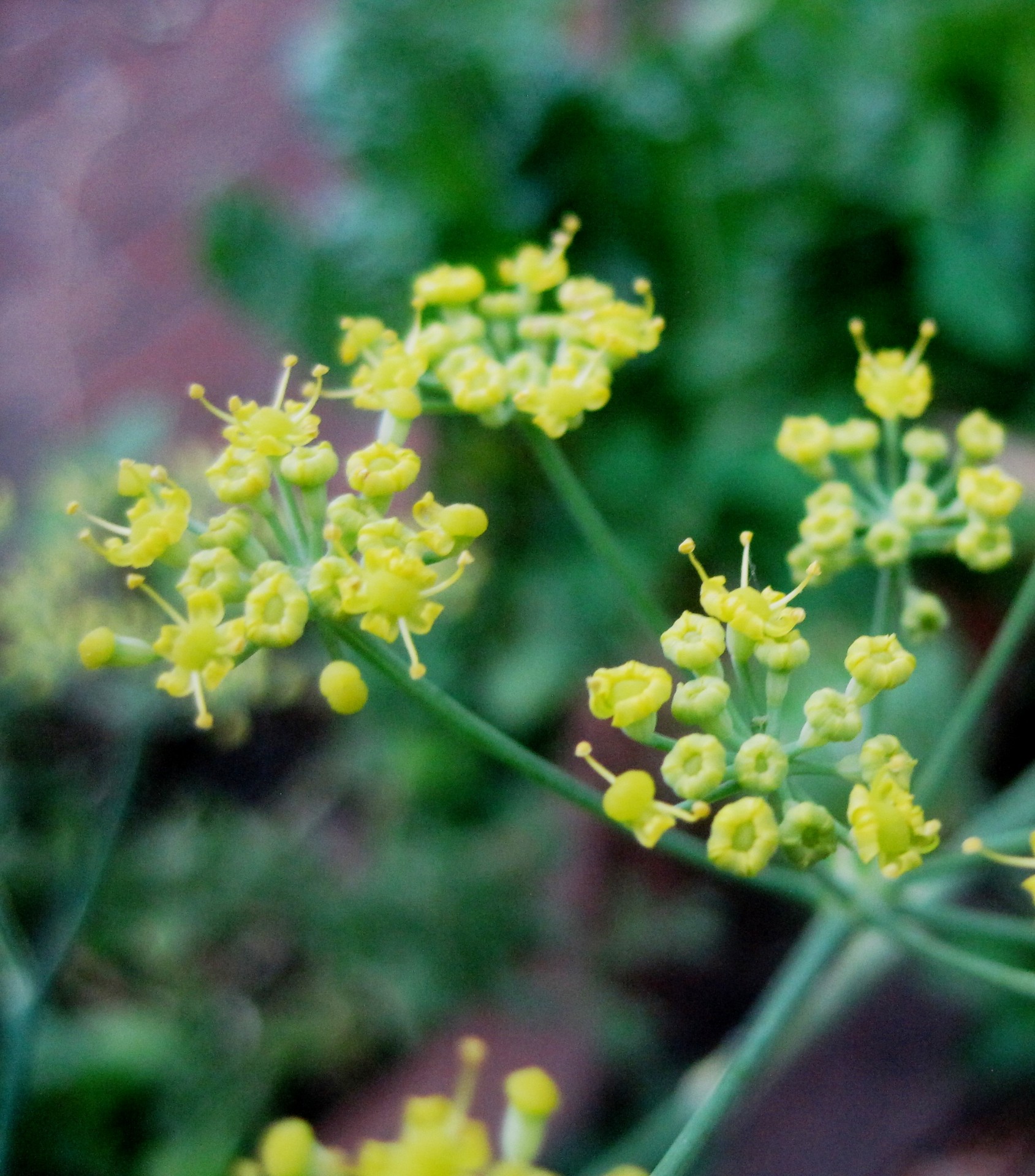 flowers flower head florets free photo