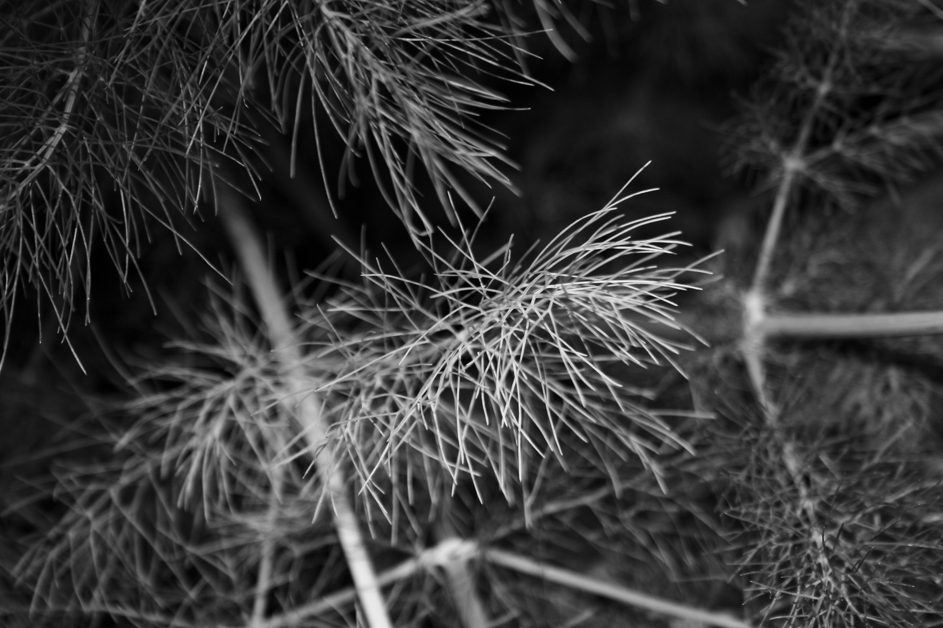 fennel green fine free photo