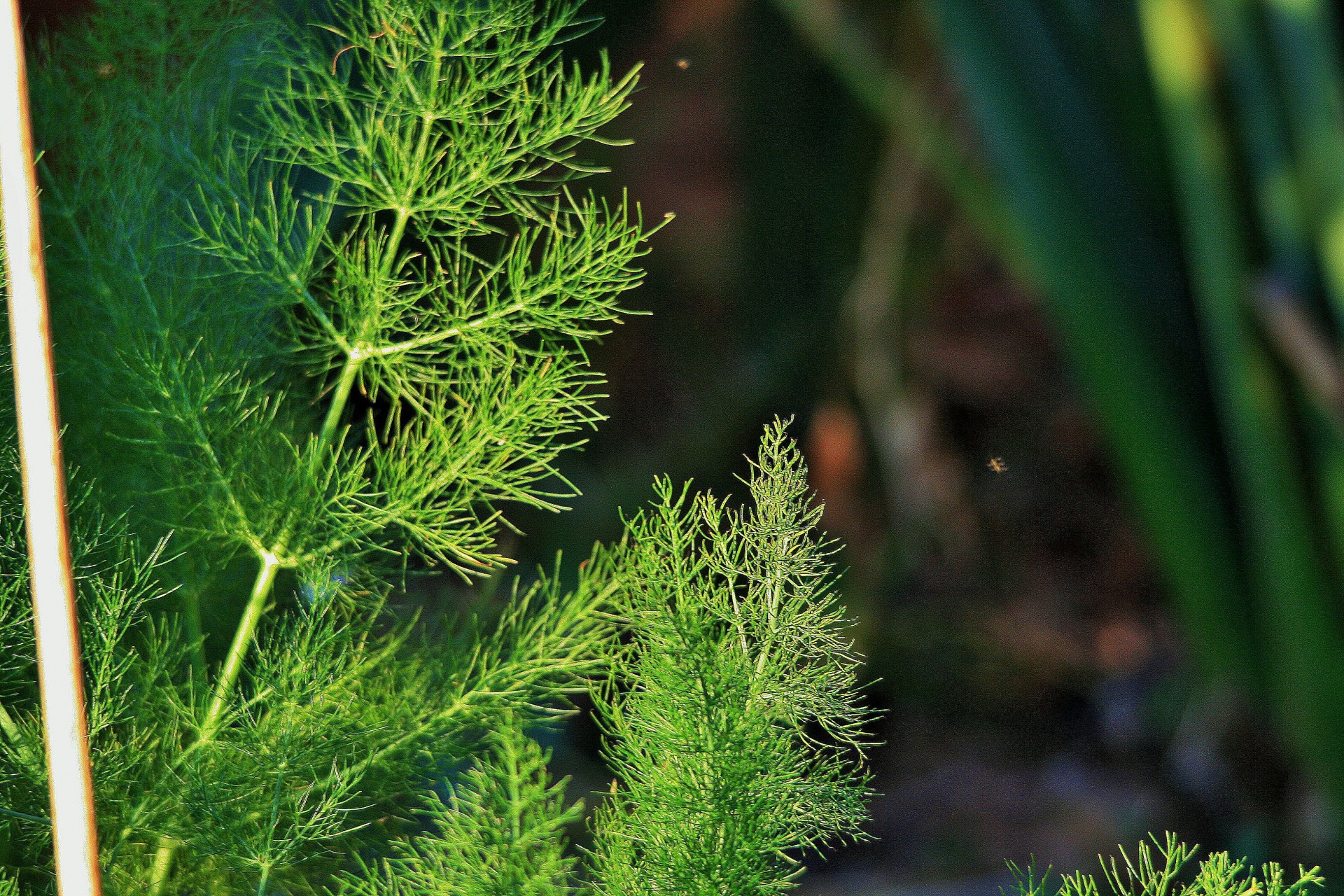 herb fennel fine free photo