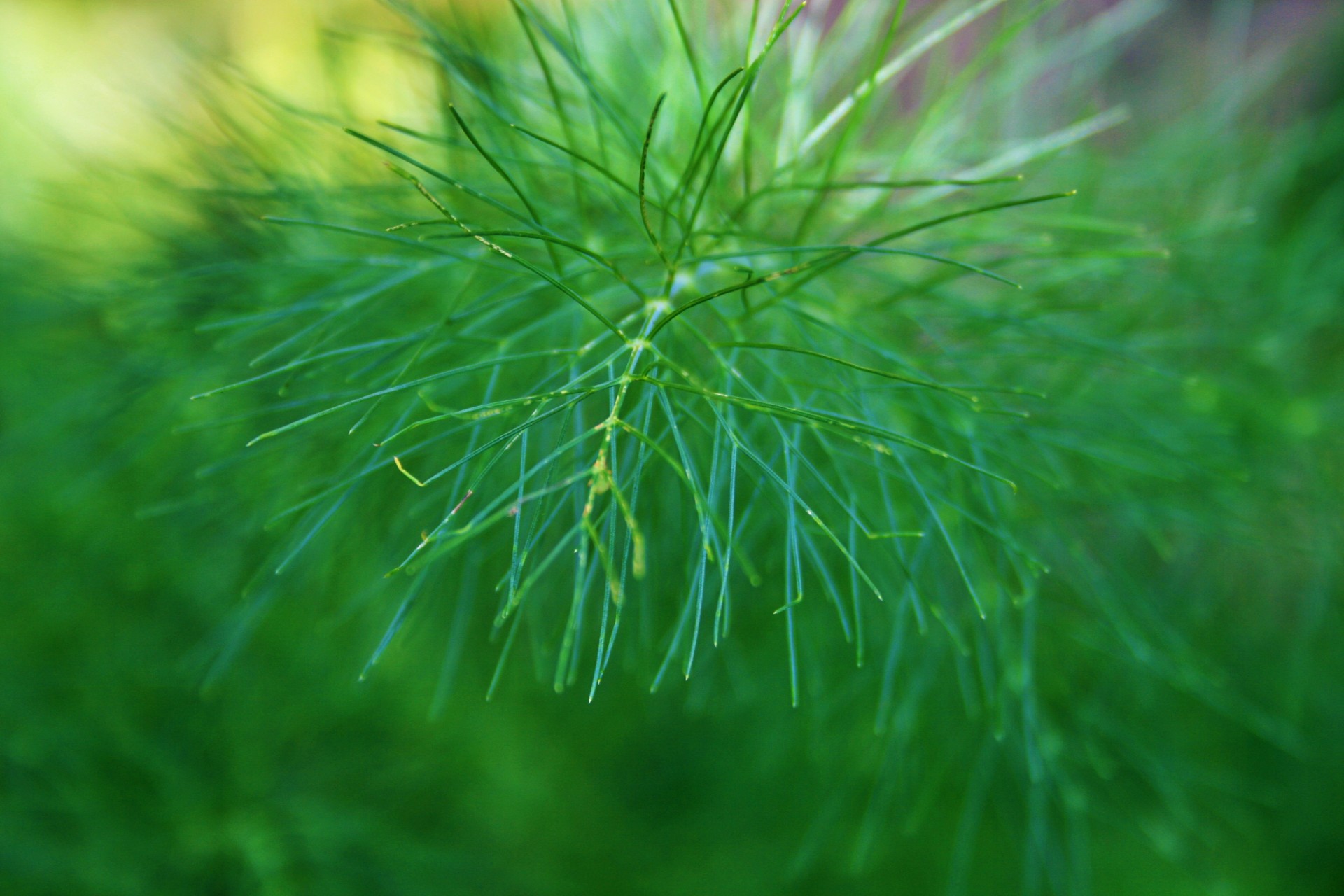 herb fennel sprig free photo