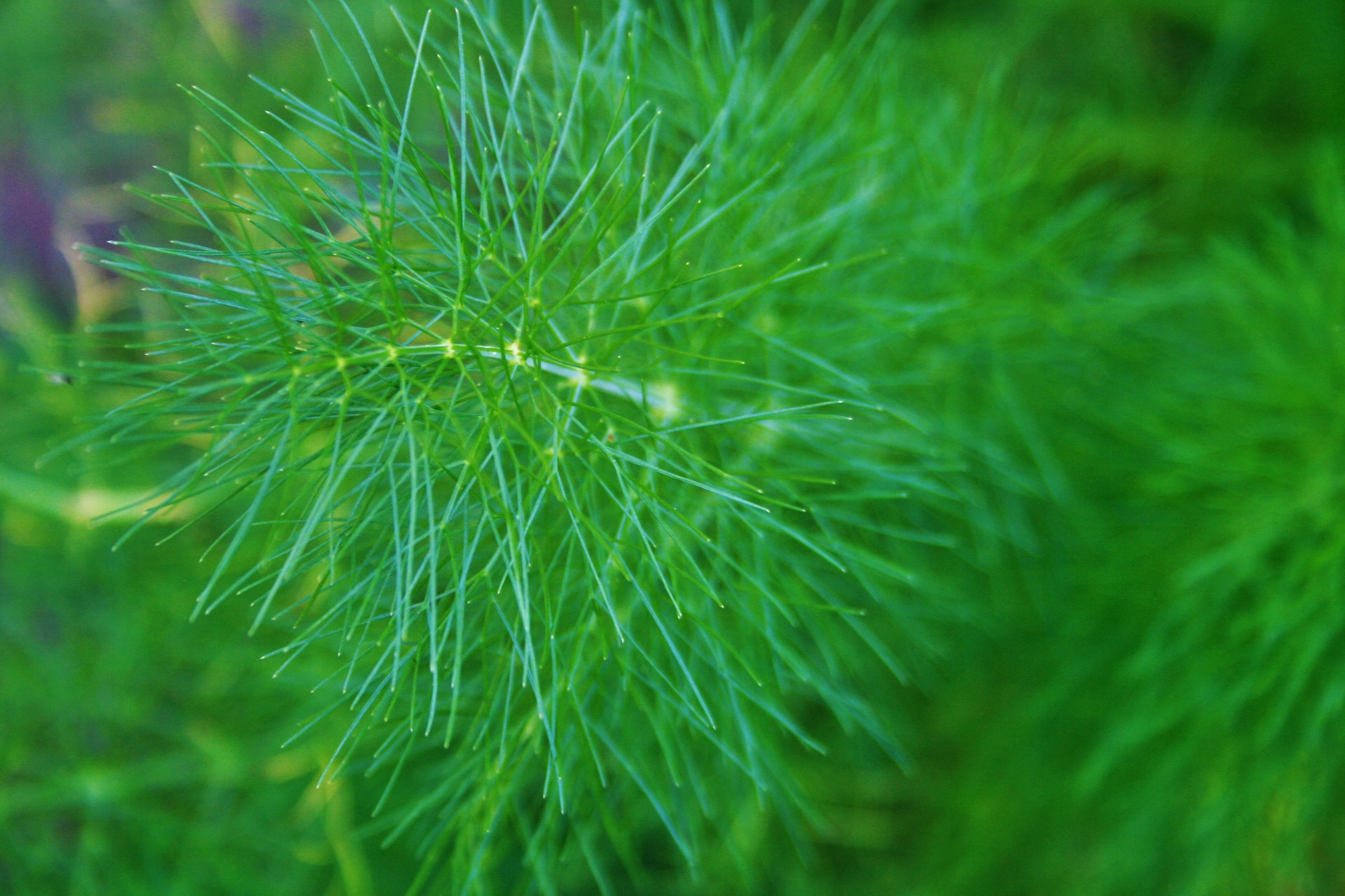 herb fennel sprig free photo
