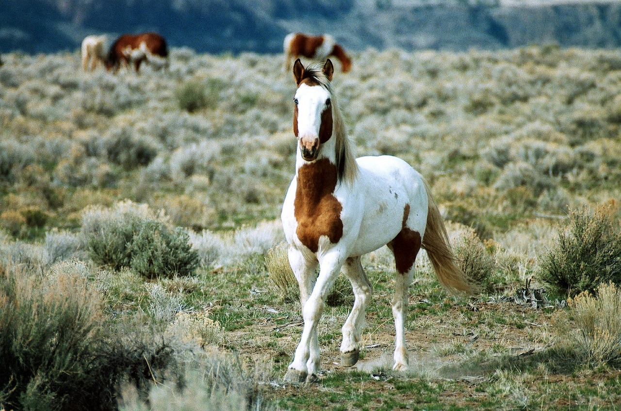 feral horse stallion range free photo