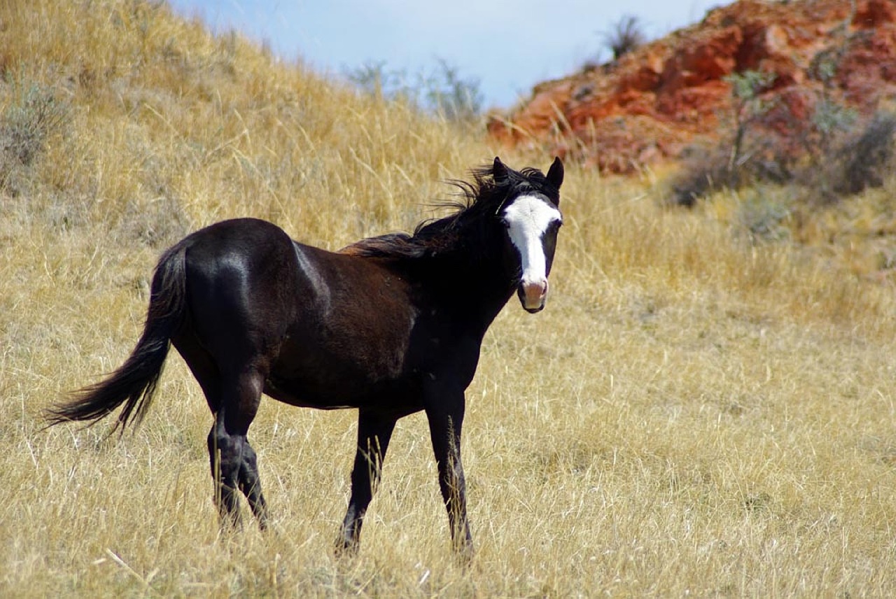 feral horse wild walking free photo