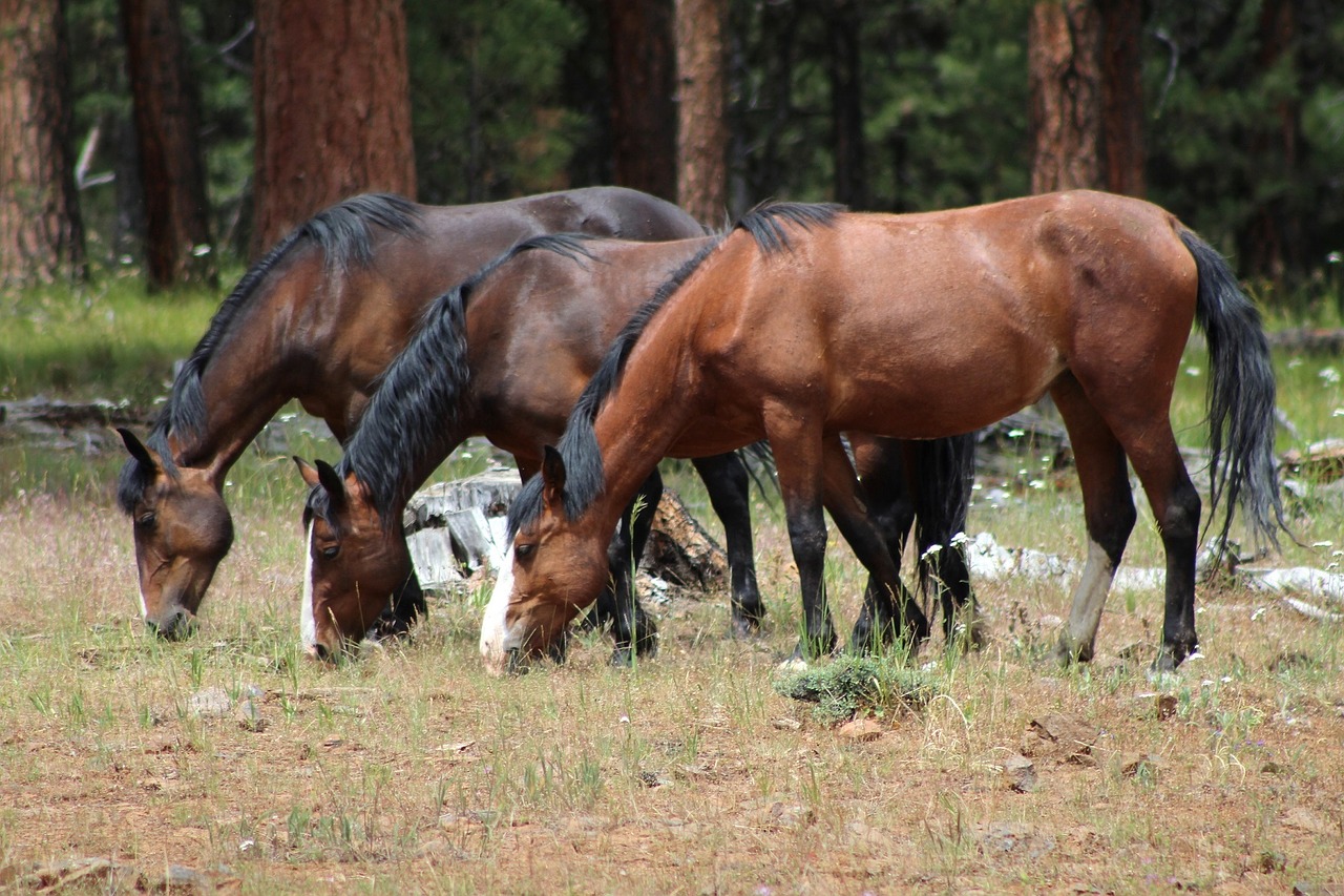 feral horses wild grazing free photo