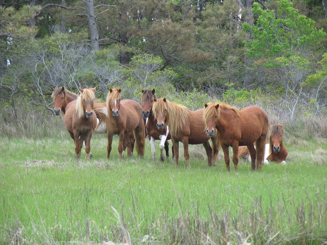 feral horses wild grazing free photo