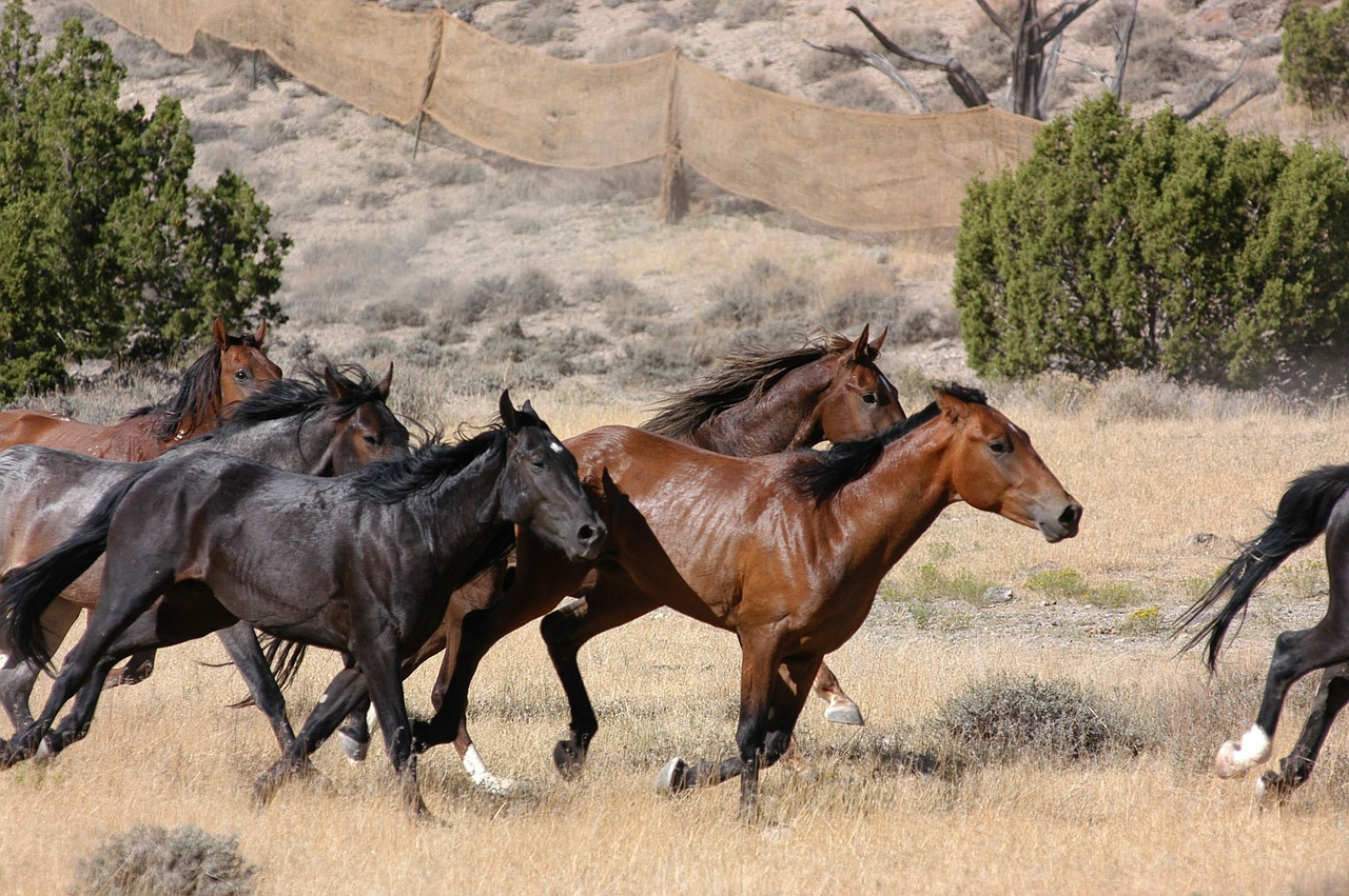feral horses wild running free photo