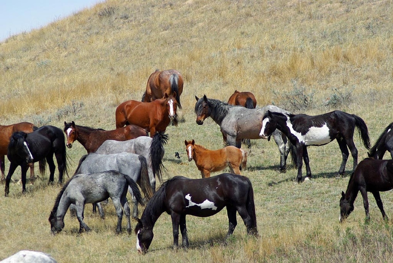 feral horses wild running free photo