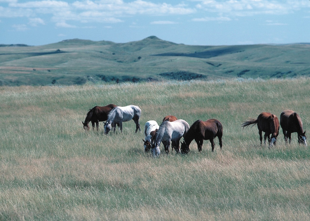 feral horses wild grazing free photo