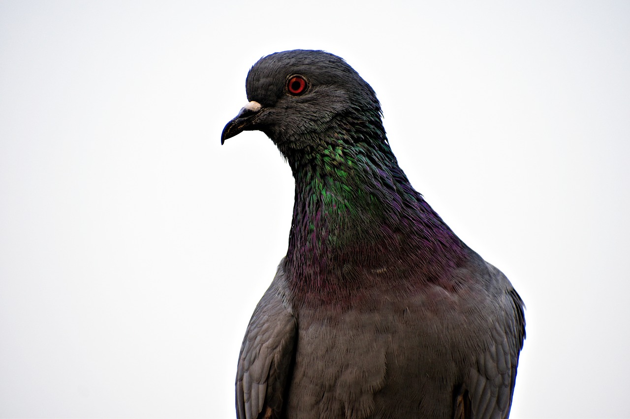 feral pigeon eye orange eye free photo