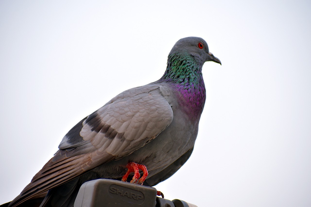 feral pigeon green neck bird free photo
