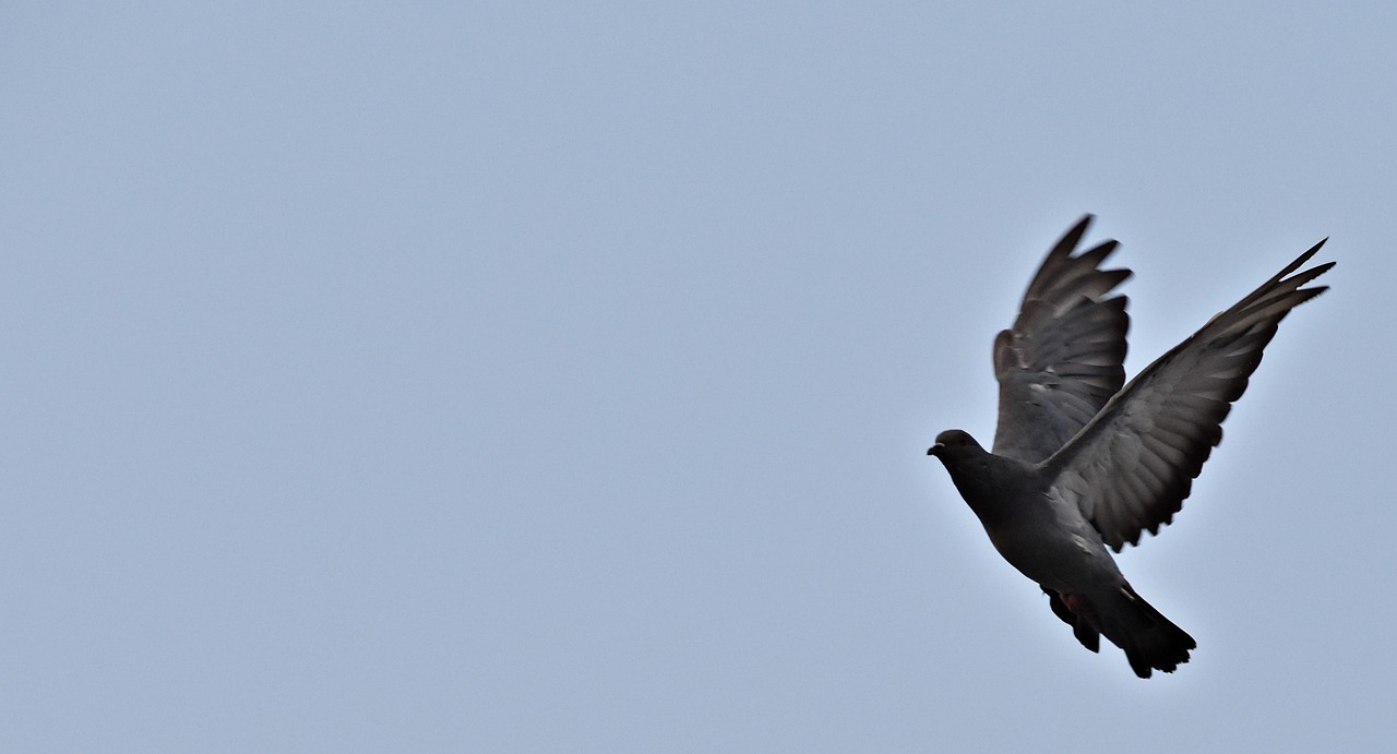 feral pigeon  flight  bird free photo