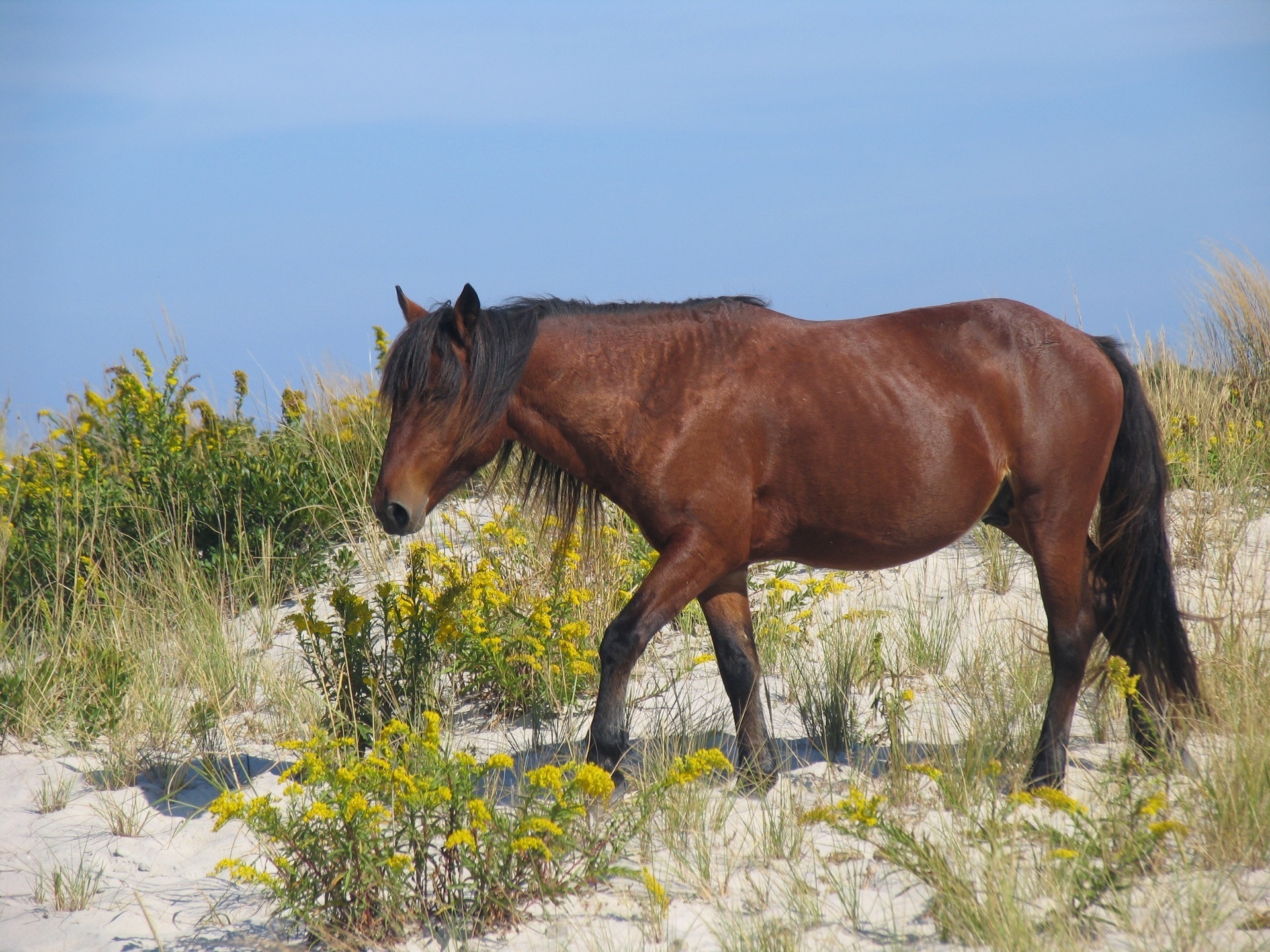 wild horse assateague island free photo