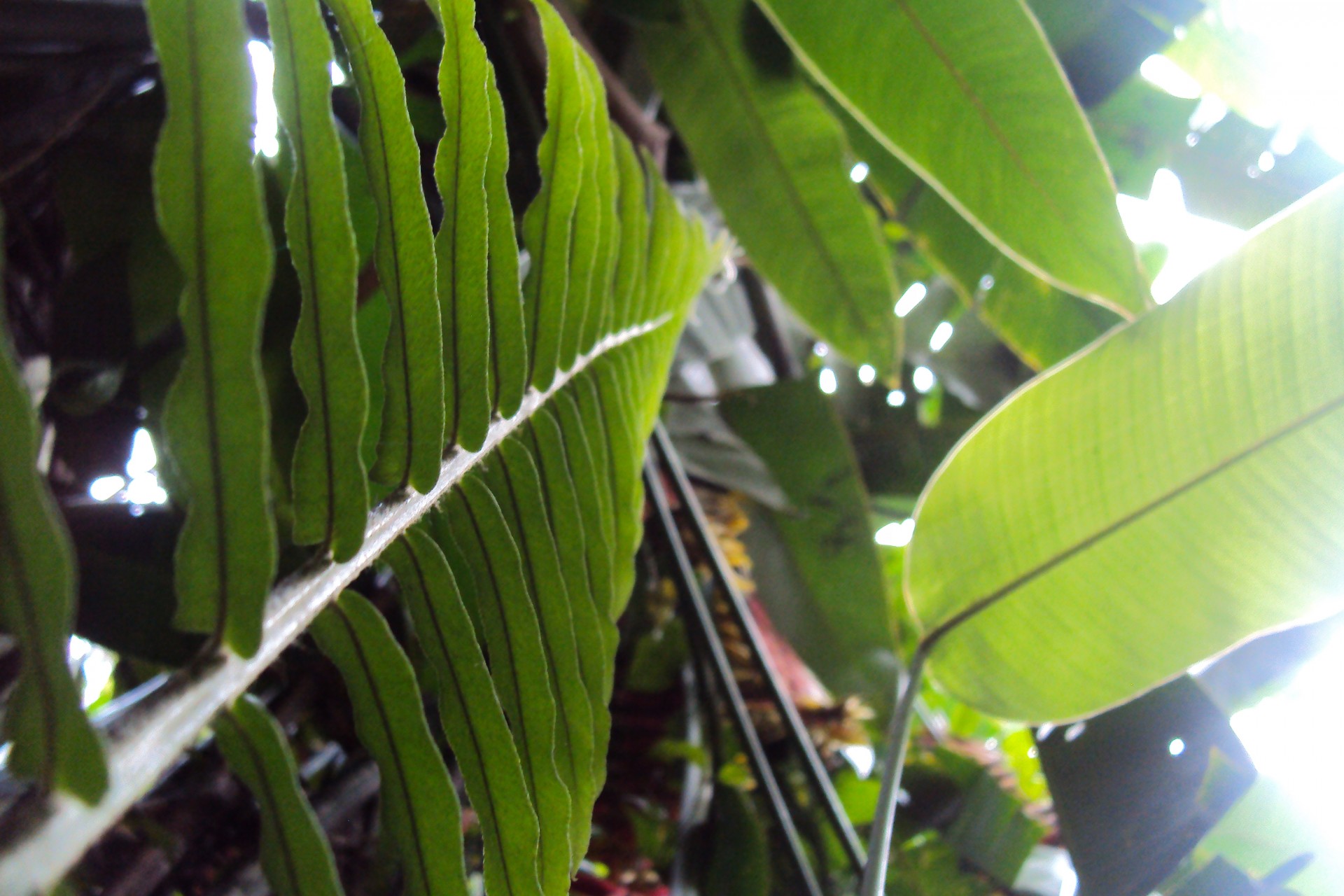 fern green wild plant free photo