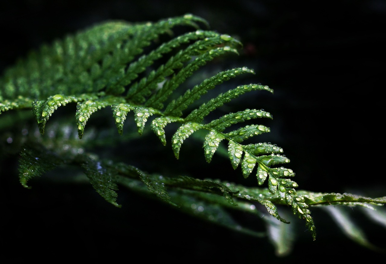 fern green plant free photo