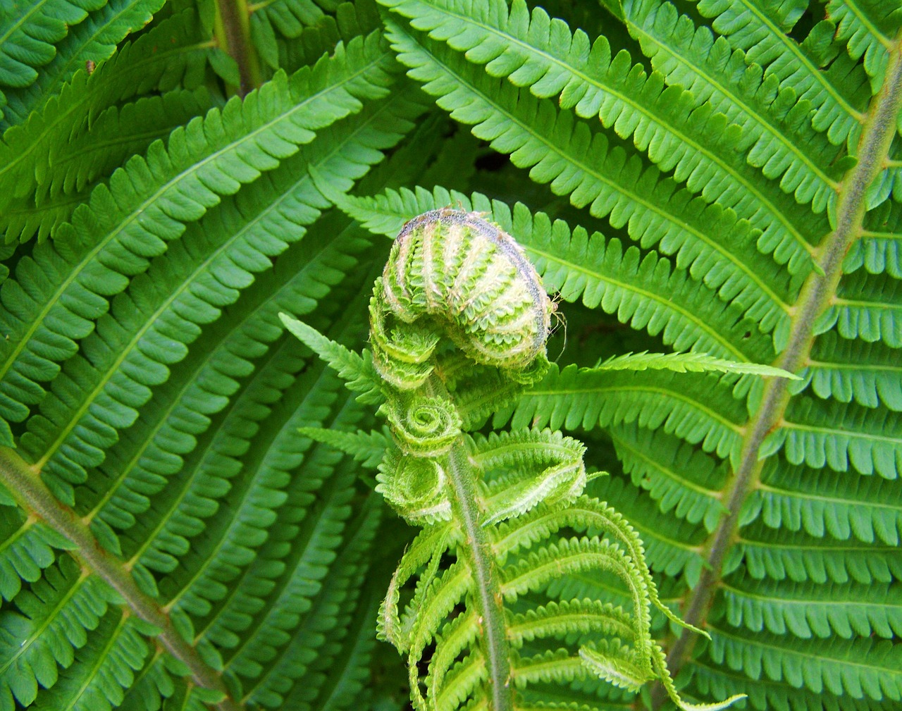 fern green plants snail-shaped new leaf free photo