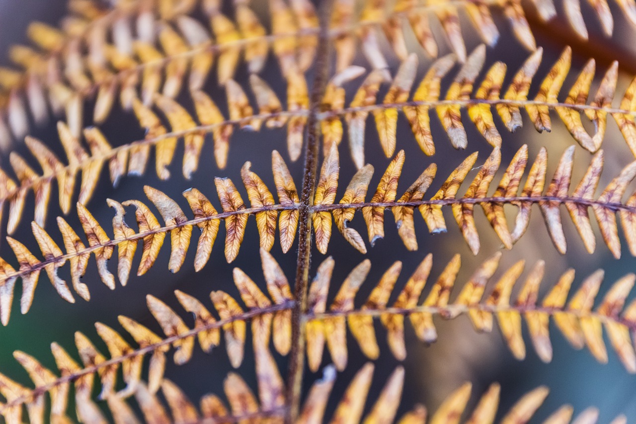 fern close up forest free photo