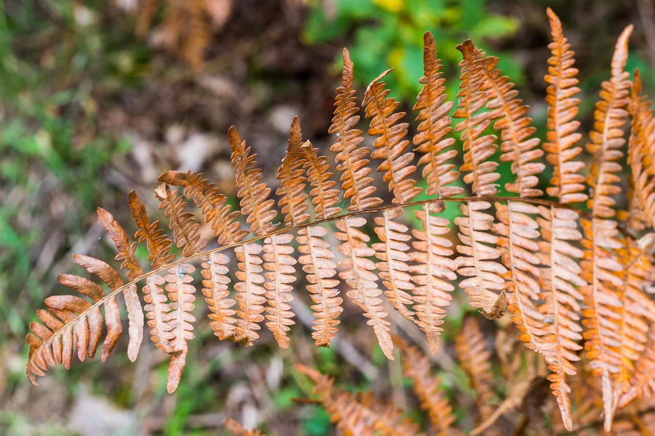 fern forest plant free photo