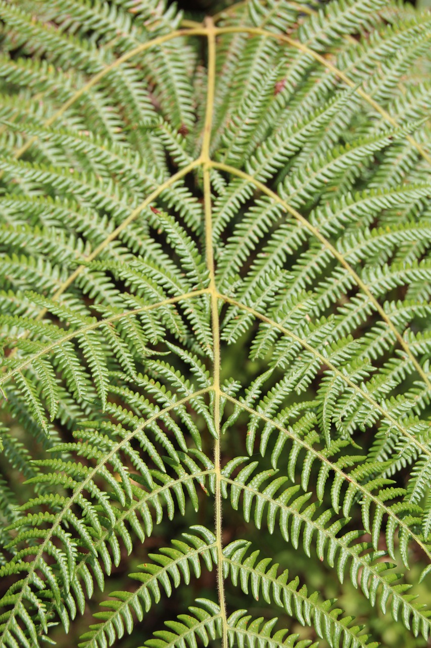 fern forest jungle free photo