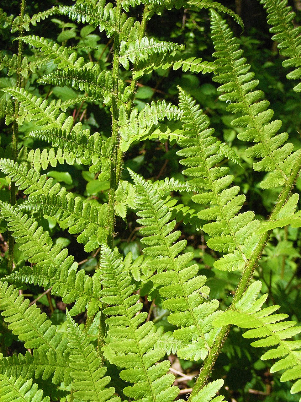 fern forest ground free photo