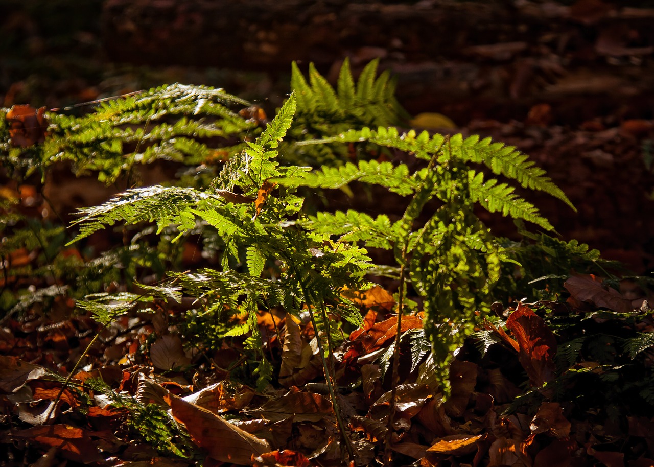 fern forest plant free photo