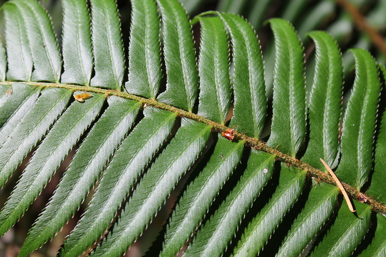 fern forest forest background free photo