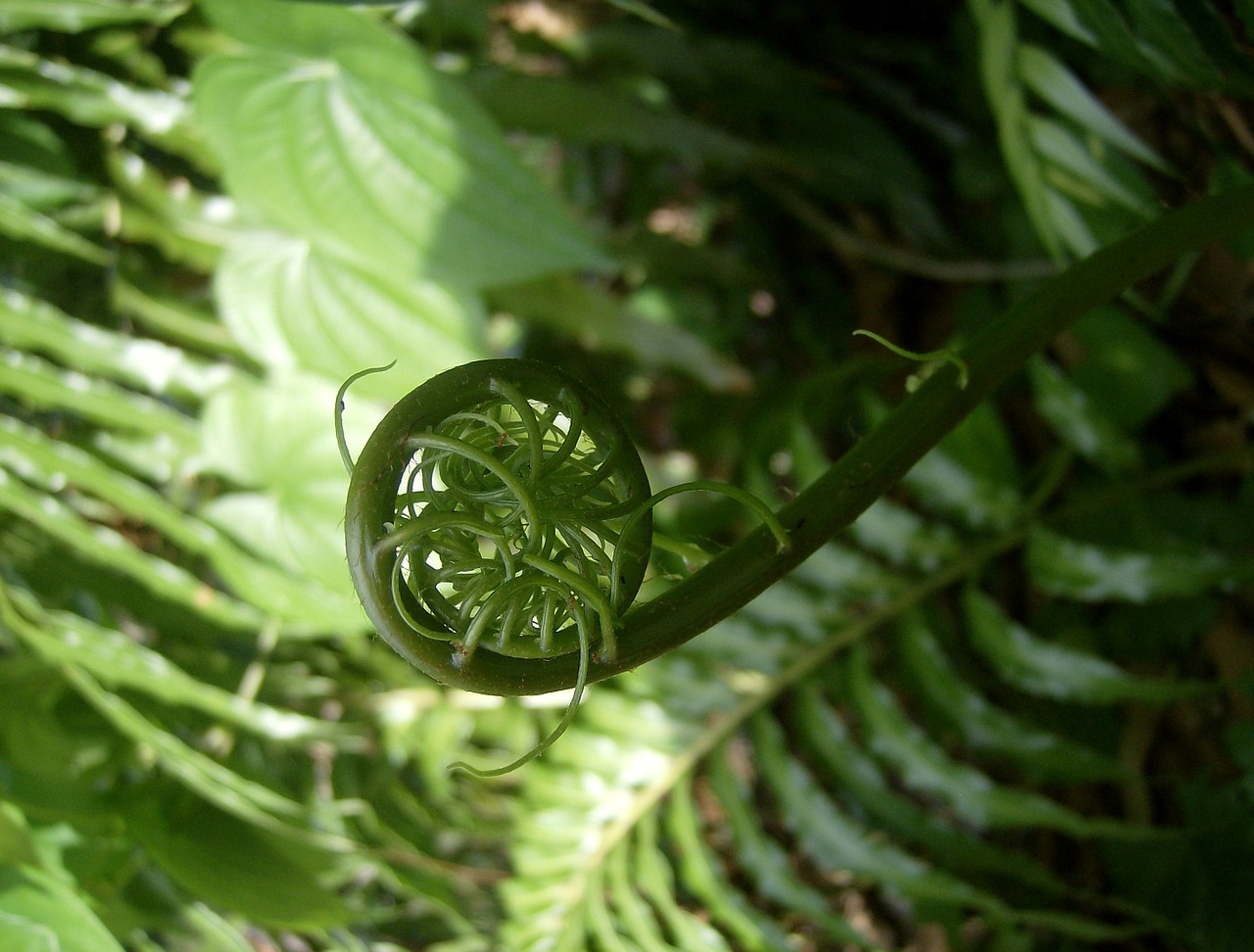 fern fiddlehead giant leather fern free photo