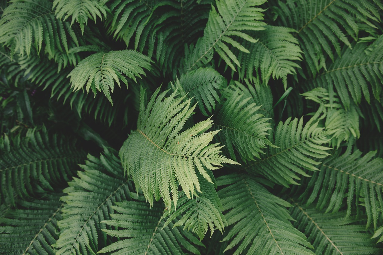 fern plant green free photo