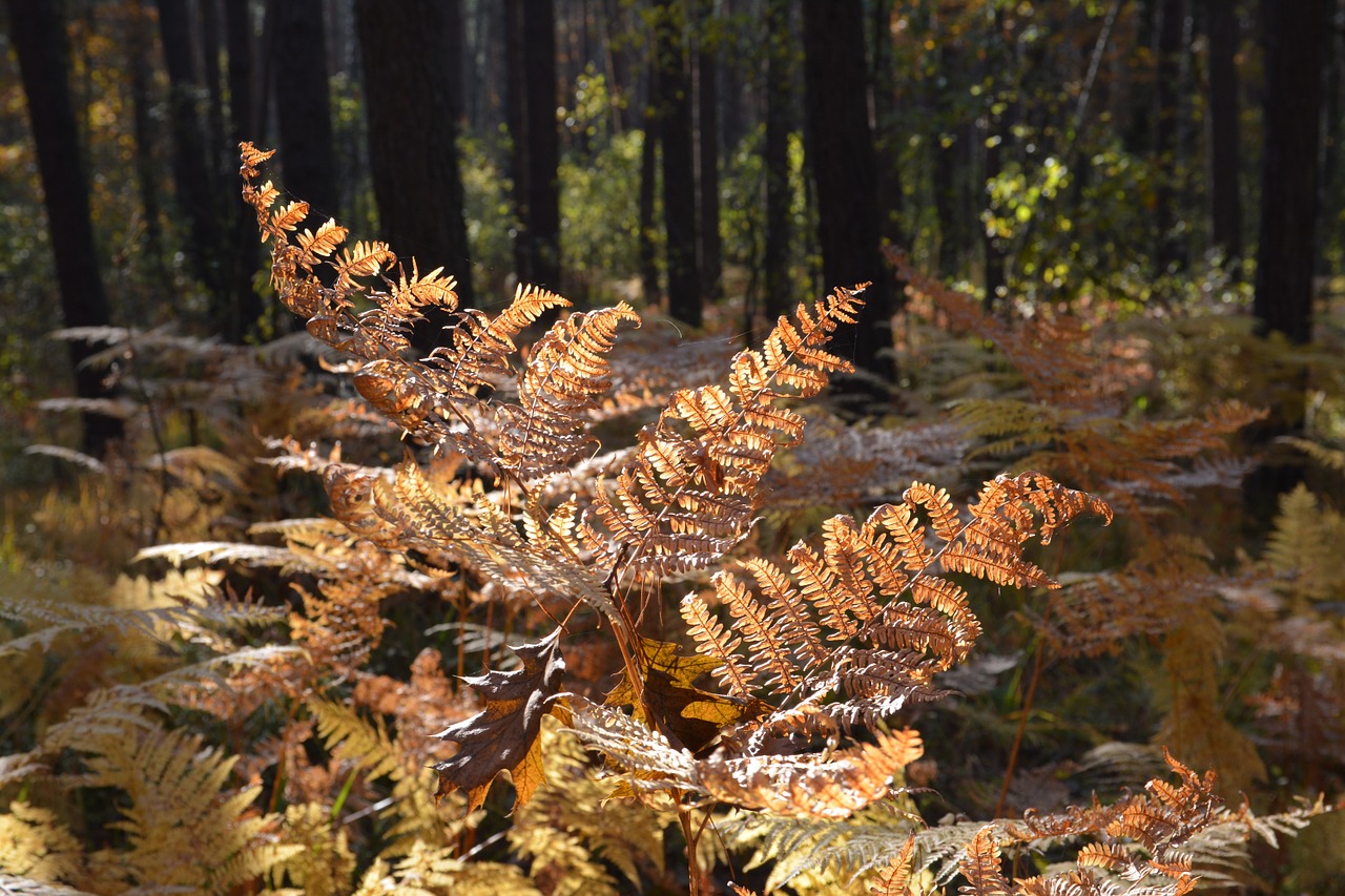 fern forest dry leaves free photo