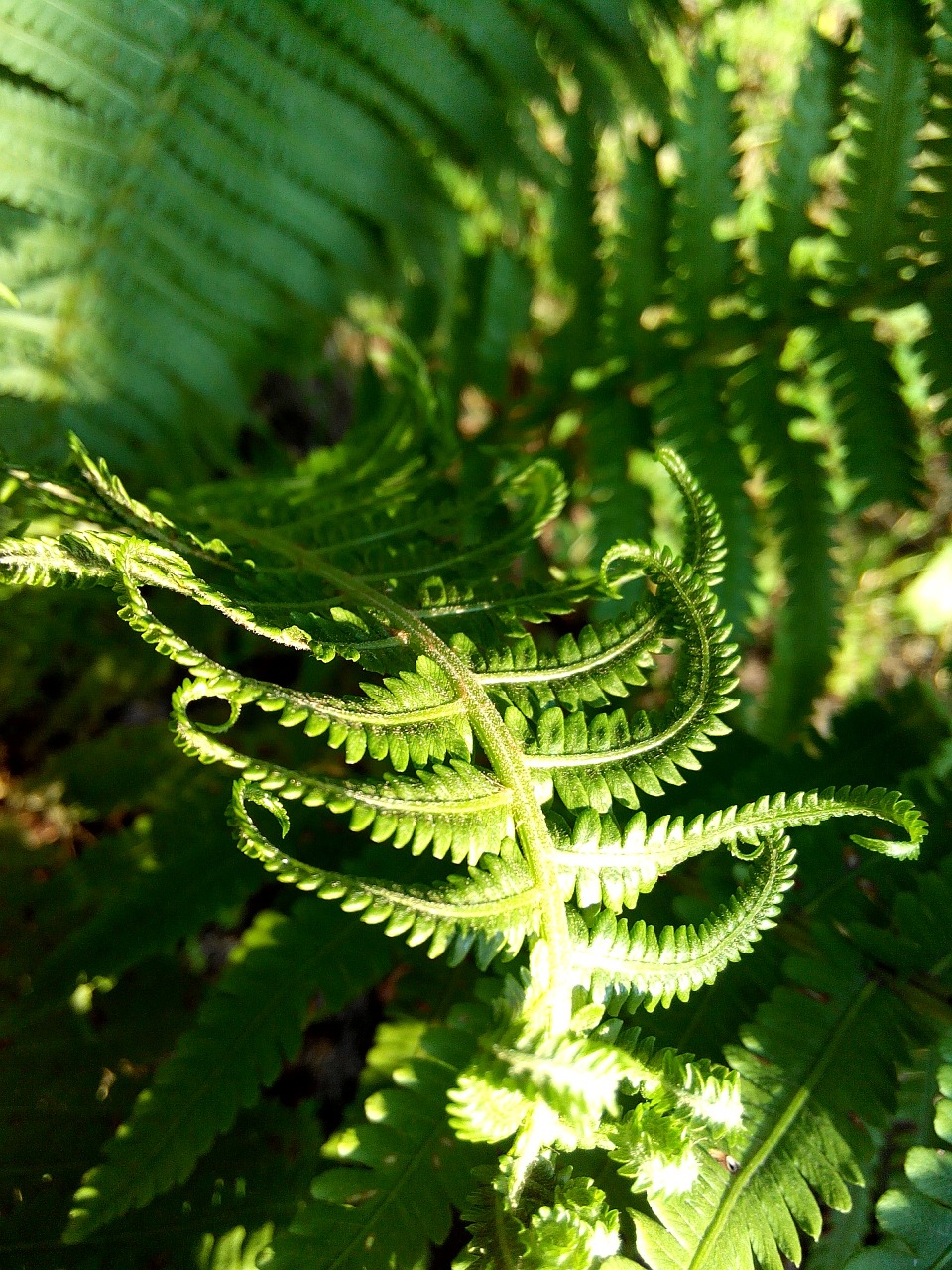 fern greens plant free photo