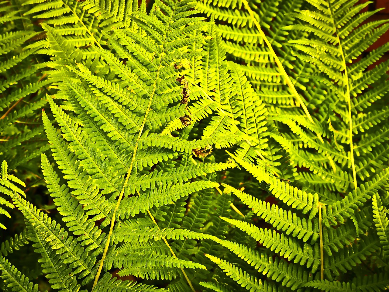 fern nature plant free photo