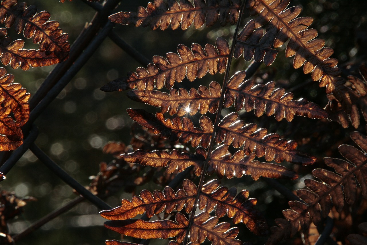 fern sunshine sunlight free photo