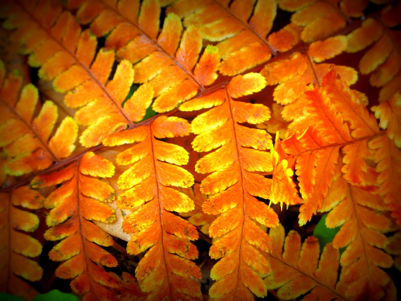 fern golden winter free photo