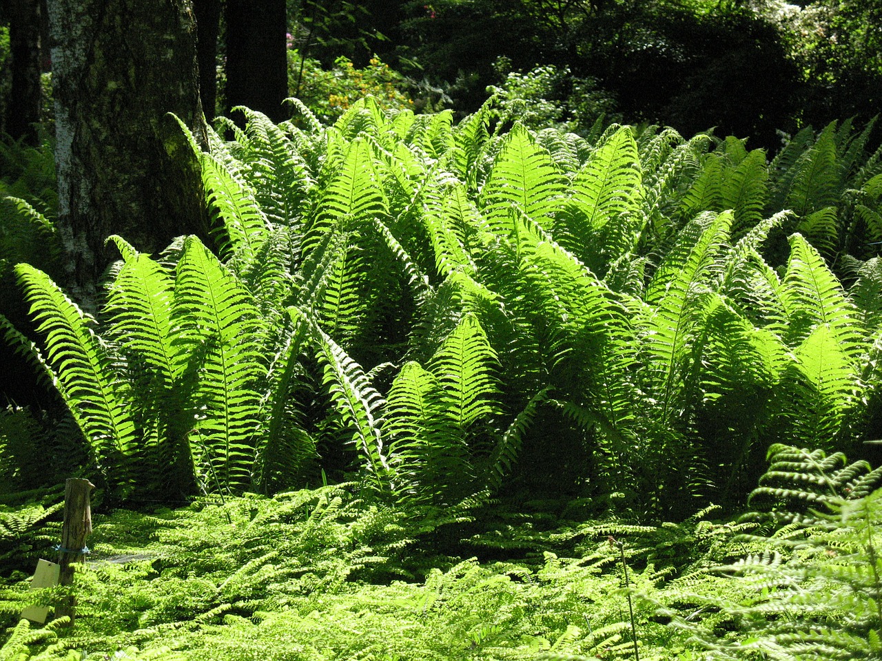 fern forest glade green free photo