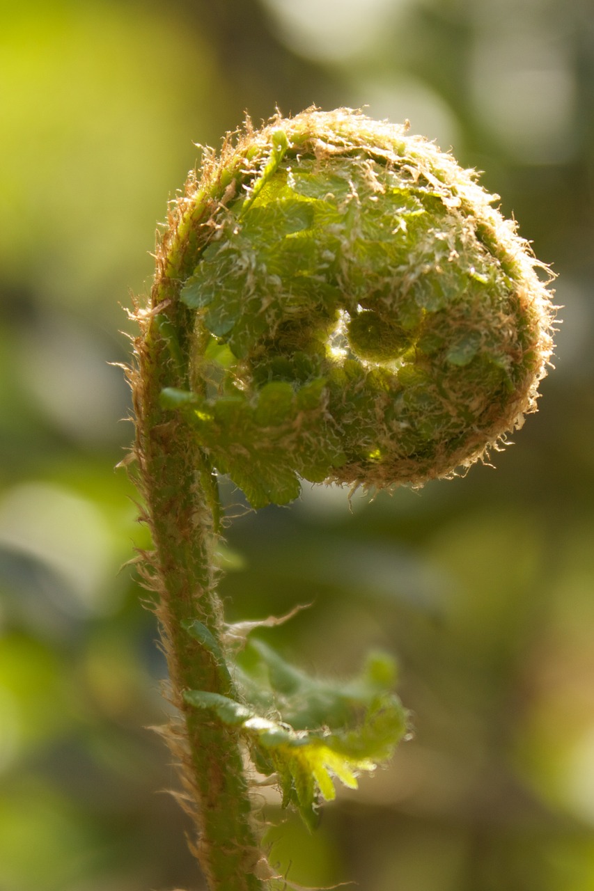 fern fern leaf green free photo