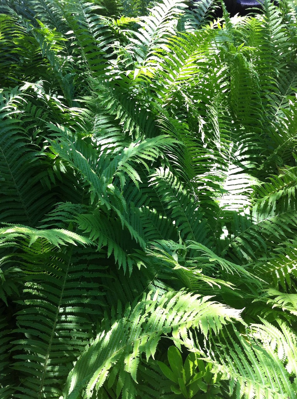 fern nature plant free photo